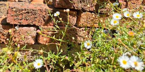 Beurs Familias Spiritual — braderie-en-jaarmarkt in Zwijndrecht
